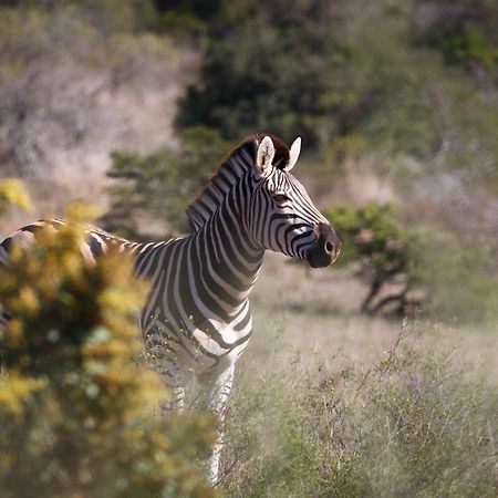 Bukela Game Lodge - 阿马卡拉保护区 外观 照片
