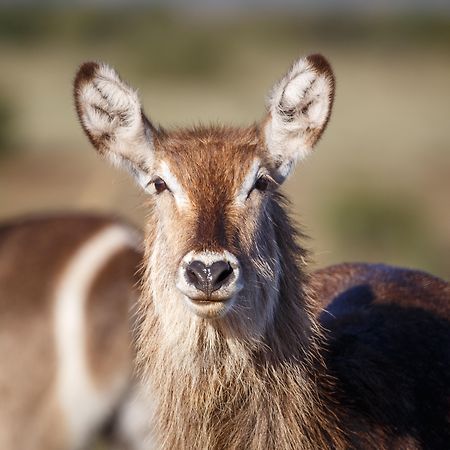 Bukela Game Lodge - 阿马卡拉保护区 外观 照片