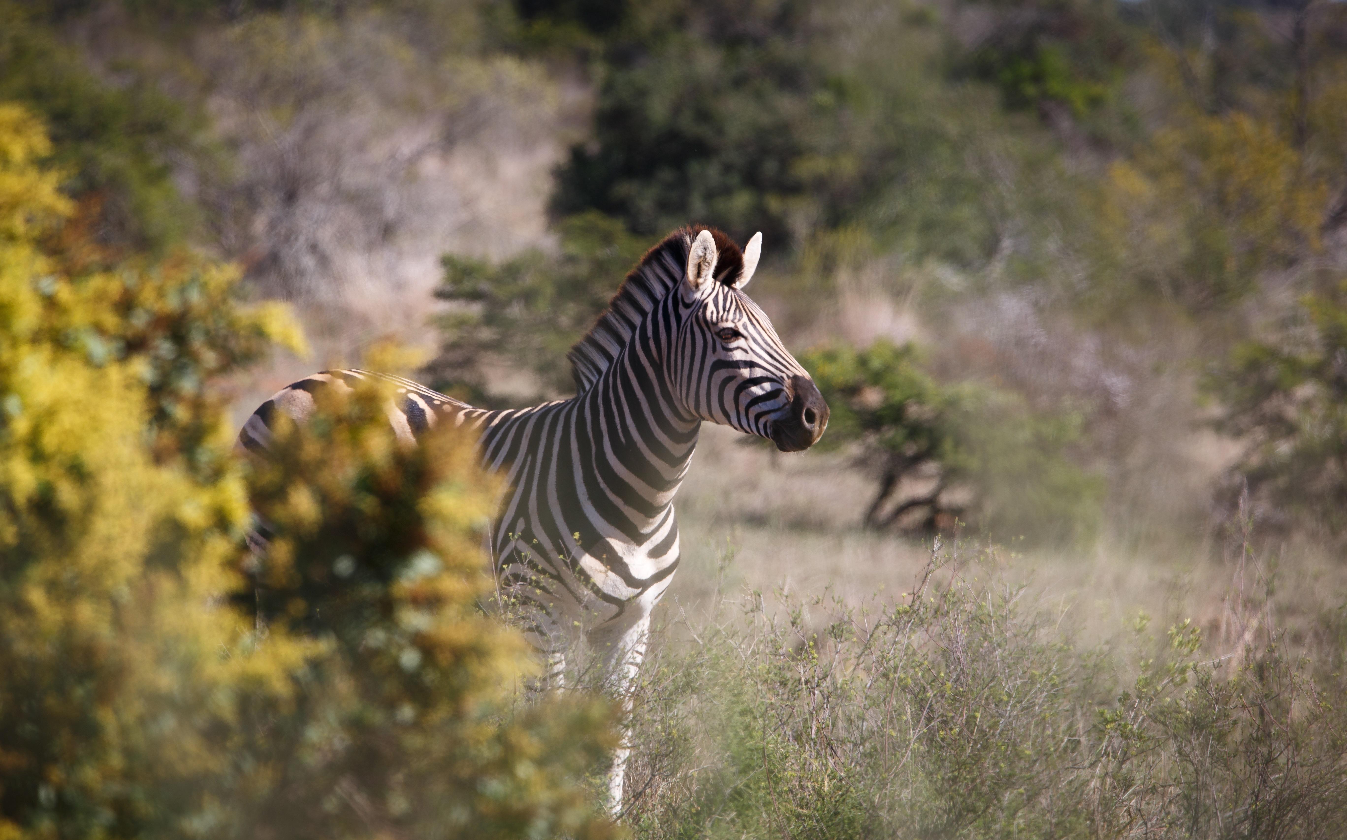 Bukela Game Lodge - 阿马卡拉保护区 外观 照片