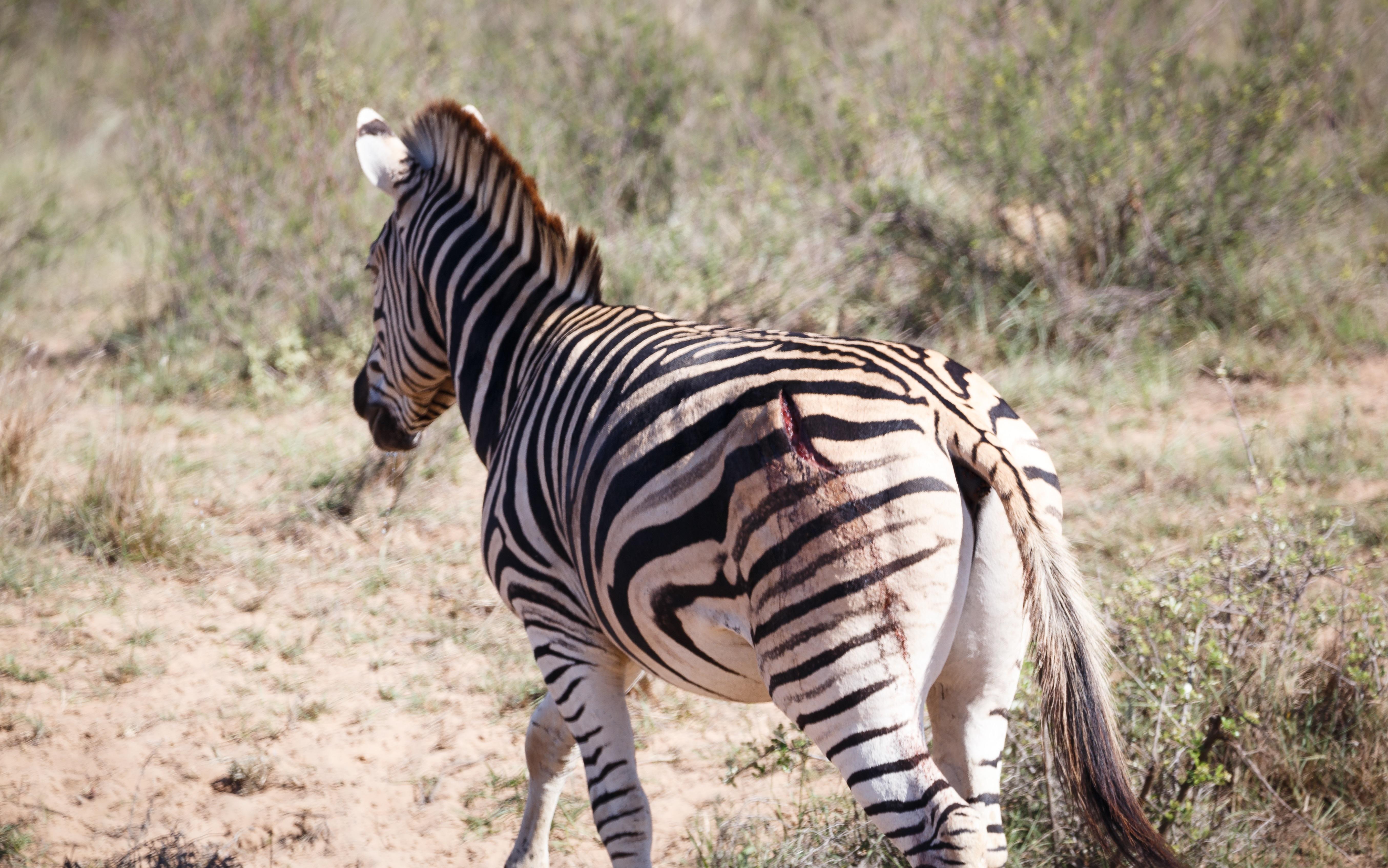 Bukela Game Lodge - 阿马卡拉保护区 外观 照片