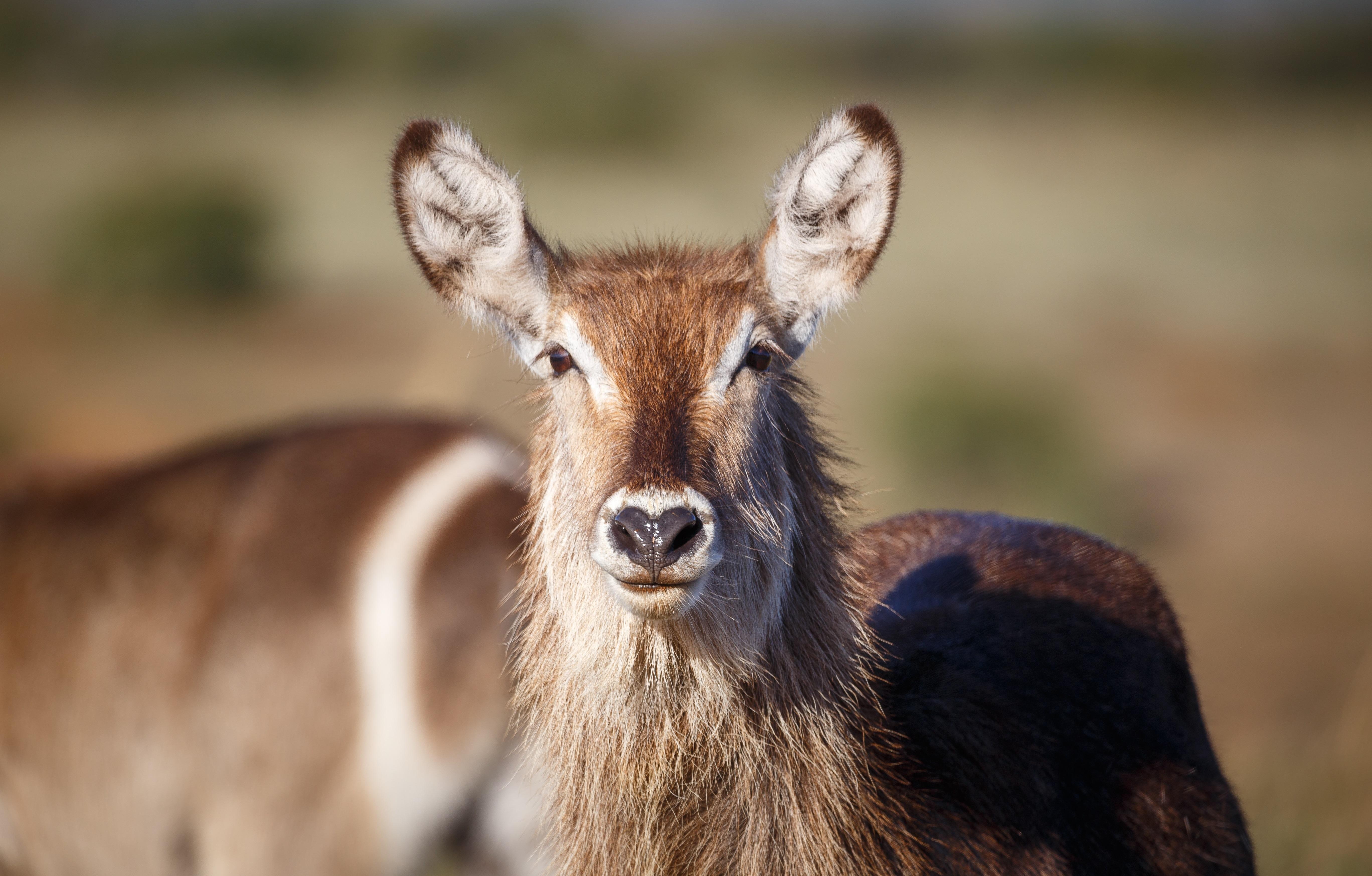 Bukela Game Lodge - 阿马卡拉保护区 外观 照片