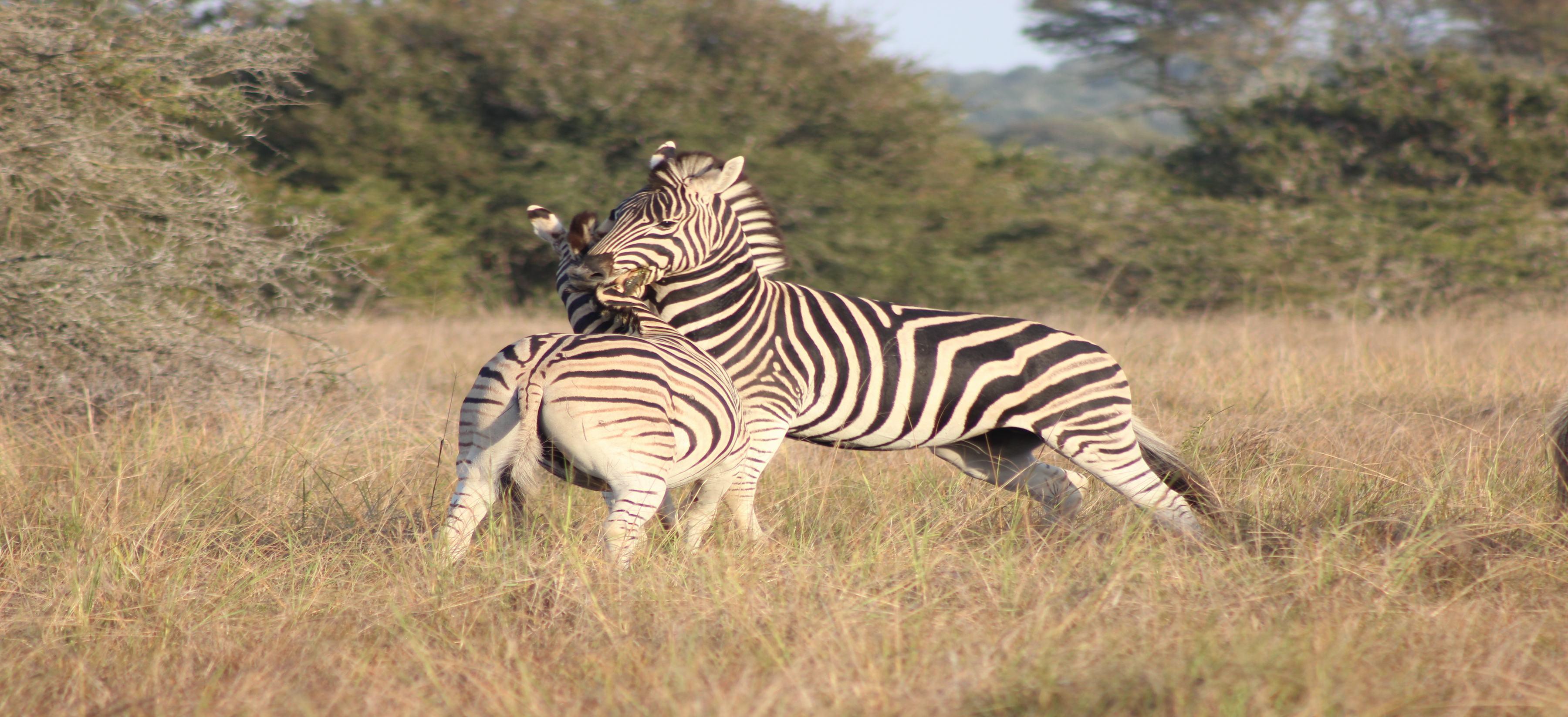 Bukela Game Lodge - 阿马卡拉保护区 外观 照片