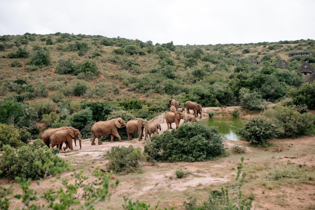 Bukela Game Lodge - 阿马卡拉保护区 外观 照片