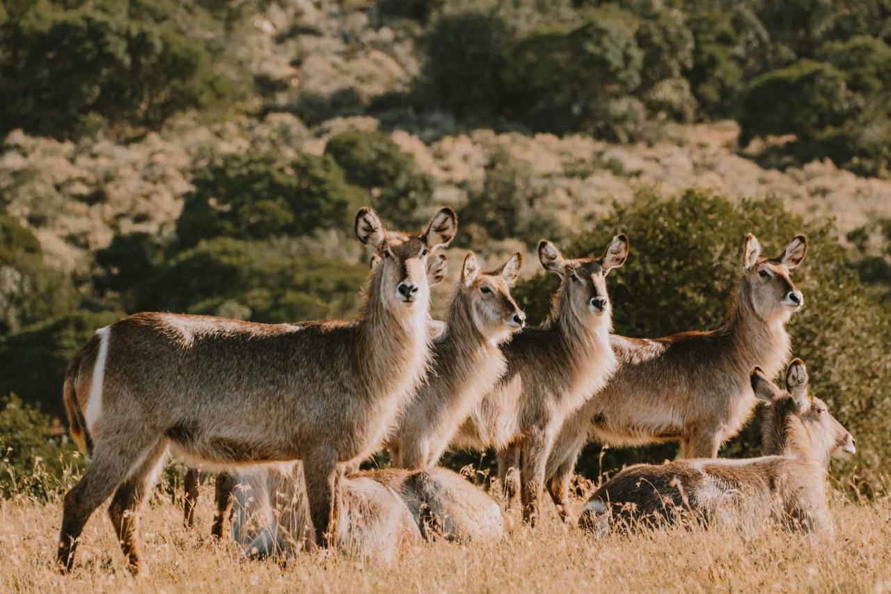 Bukela Game Lodge - 阿马卡拉保护区 外观 照片