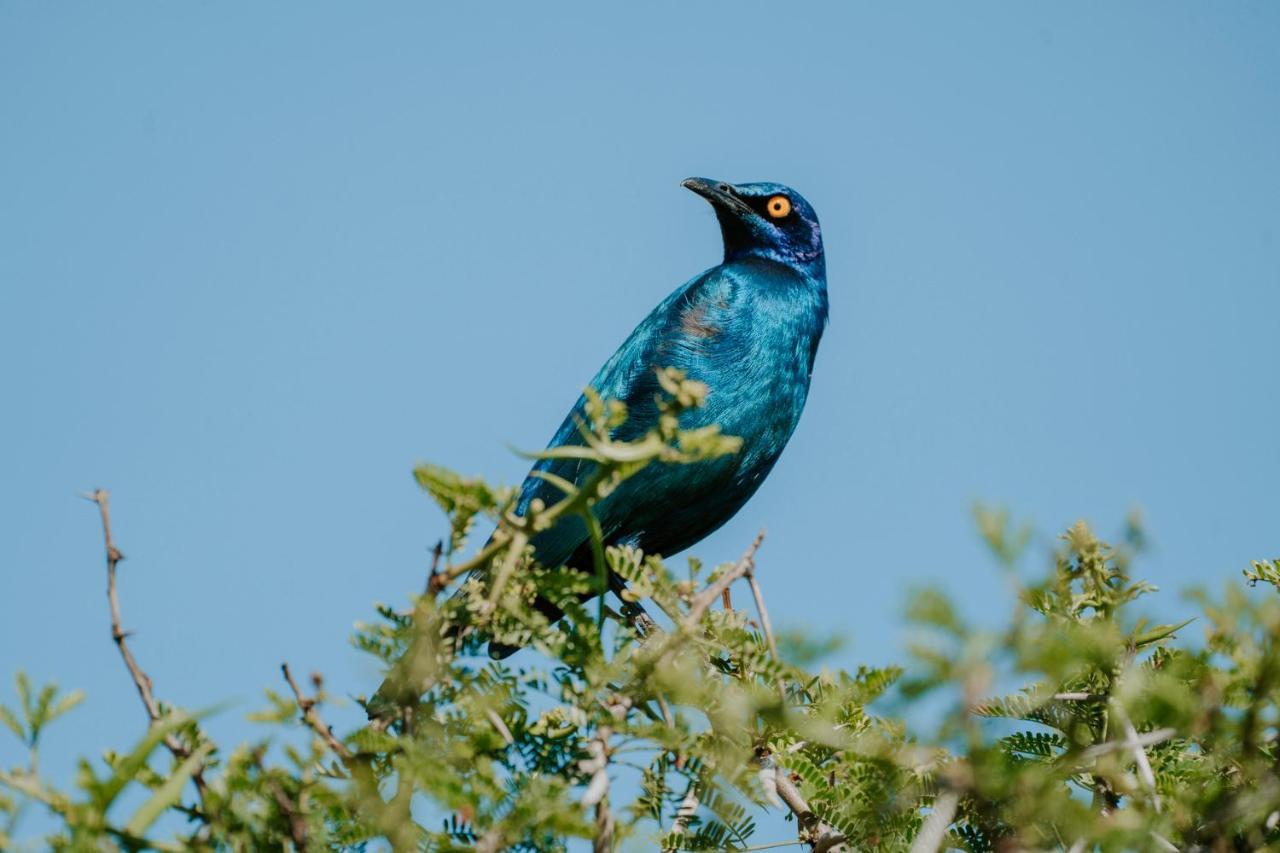 Bukela Game Lodge - 阿马卡拉保护区 外观 照片