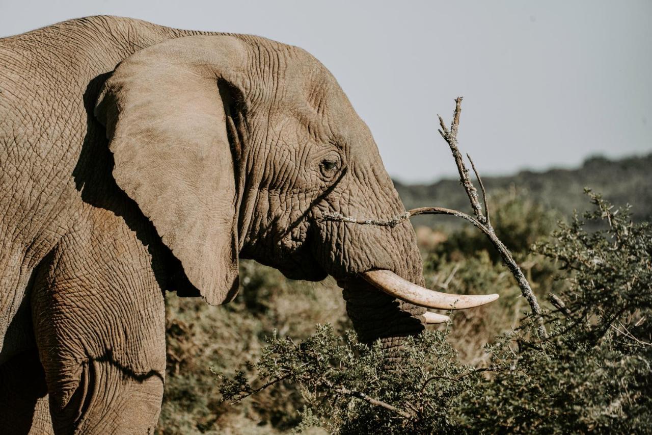 Bukela Game Lodge - 阿马卡拉保护区 外观 照片