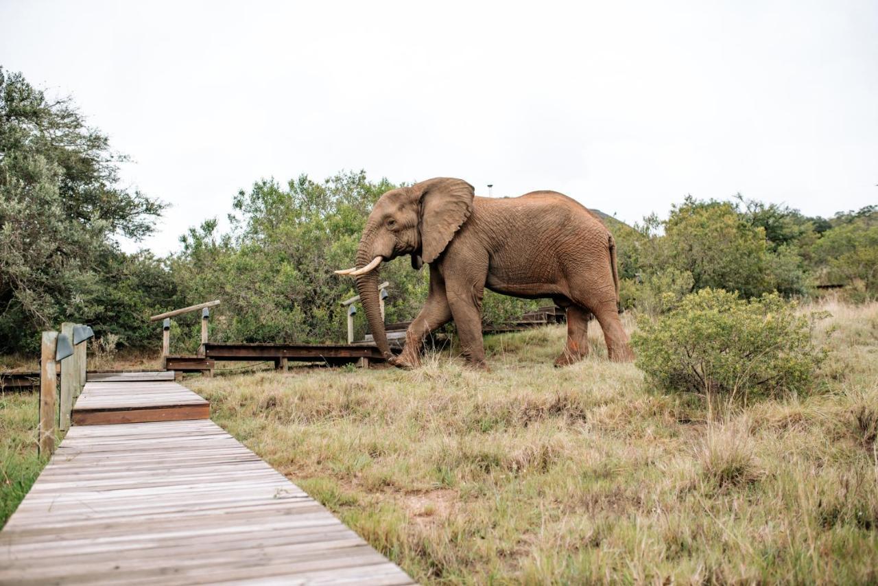 Bukela Game Lodge - 阿马卡拉保护区 外观 照片