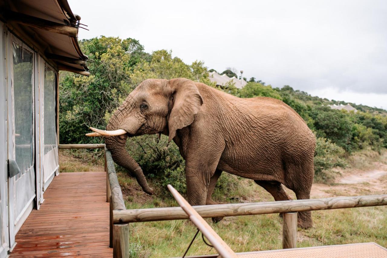Bukela Game Lodge - 阿马卡拉保护区 外观 照片