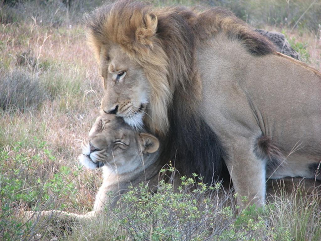 Bukela Game Lodge - 阿马卡拉保护区 外观 照片