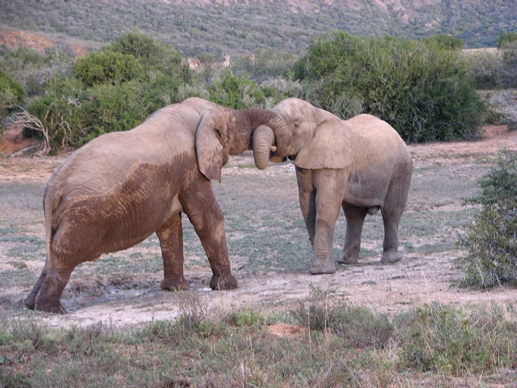 Bukela Game Lodge - 阿马卡拉保护区 外观 照片