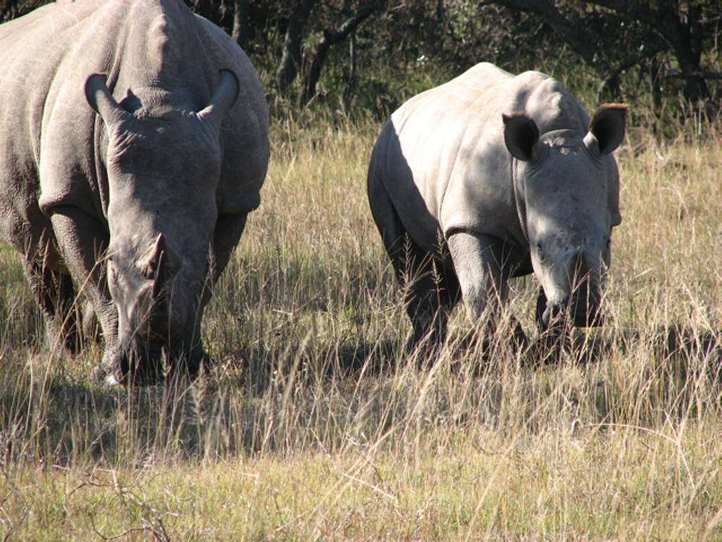 Bukela Game Lodge - 阿马卡拉保护区 外观 照片