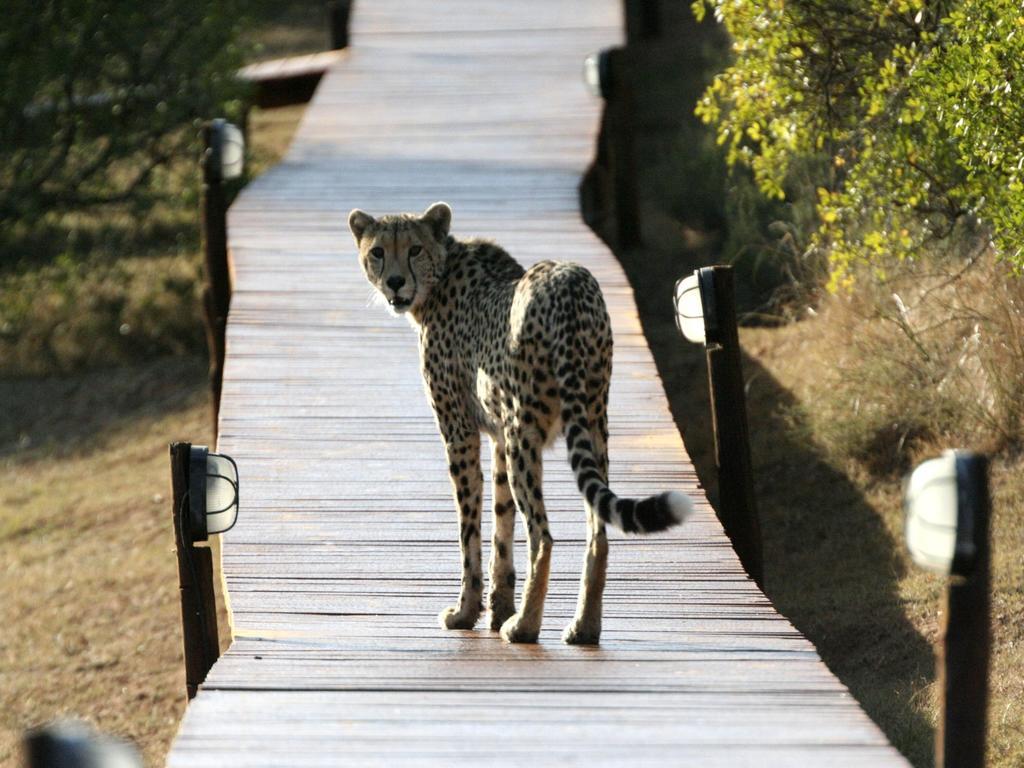 Bukela Game Lodge - 阿马卡拉保护区 外观 照片