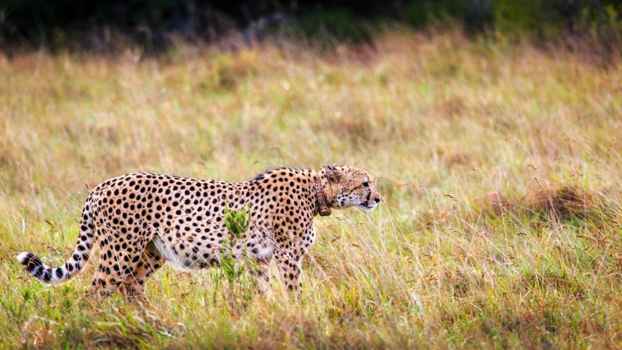 Bukela Game Lodge - 阿马卡拉保护区 外观 照片
