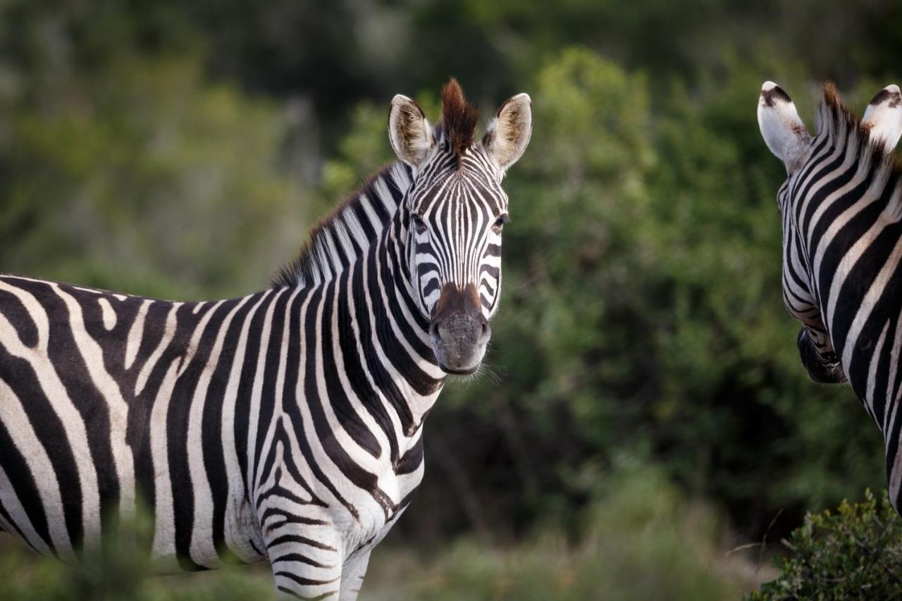 Bukela Game Lodge - 阿马卡拉保护区 外观 照片